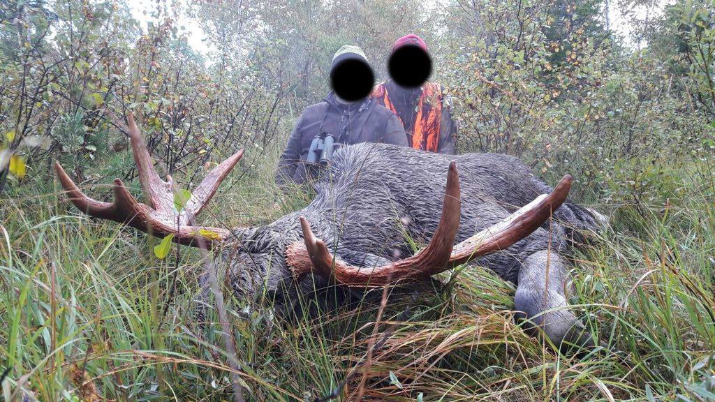 Chasse en Estonie