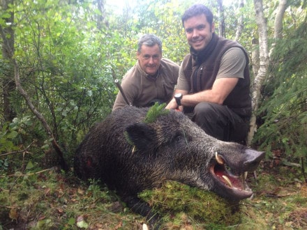 Sanglier en battue