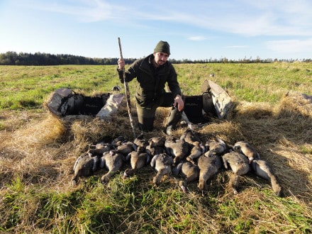 Chasse aux Oies